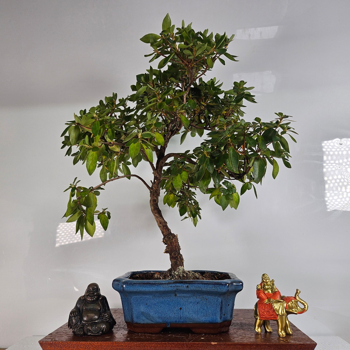 Azalea (Rhododendron) Bonsai Tree | Shaped | In 20cm Pot