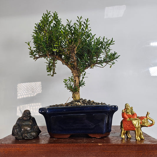 Boxwood (Buxus Harlandii) Bonsai Tree | Shaped | In 20cm Pot