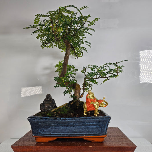 Chinese Pepper (Zanthoxylum Pipertum) Bonsai Tree | Shaped | In 25cm Pot