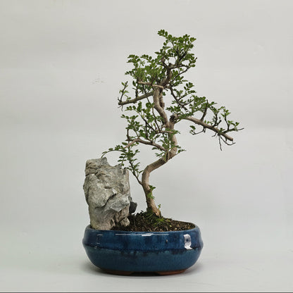 Chinese Pepper (Zanthoxylum Pipertum) Bonsai Tree | Shaped | In 20cm Pot