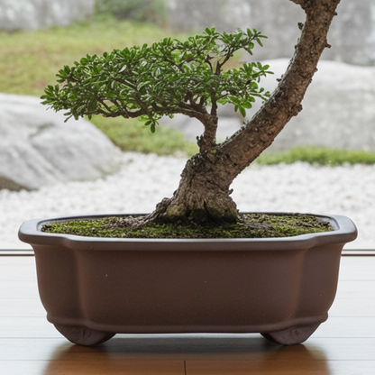 20cm Unglazed Bonsai Pot | Floral | 20cm x 17cm x 8cm | Brown