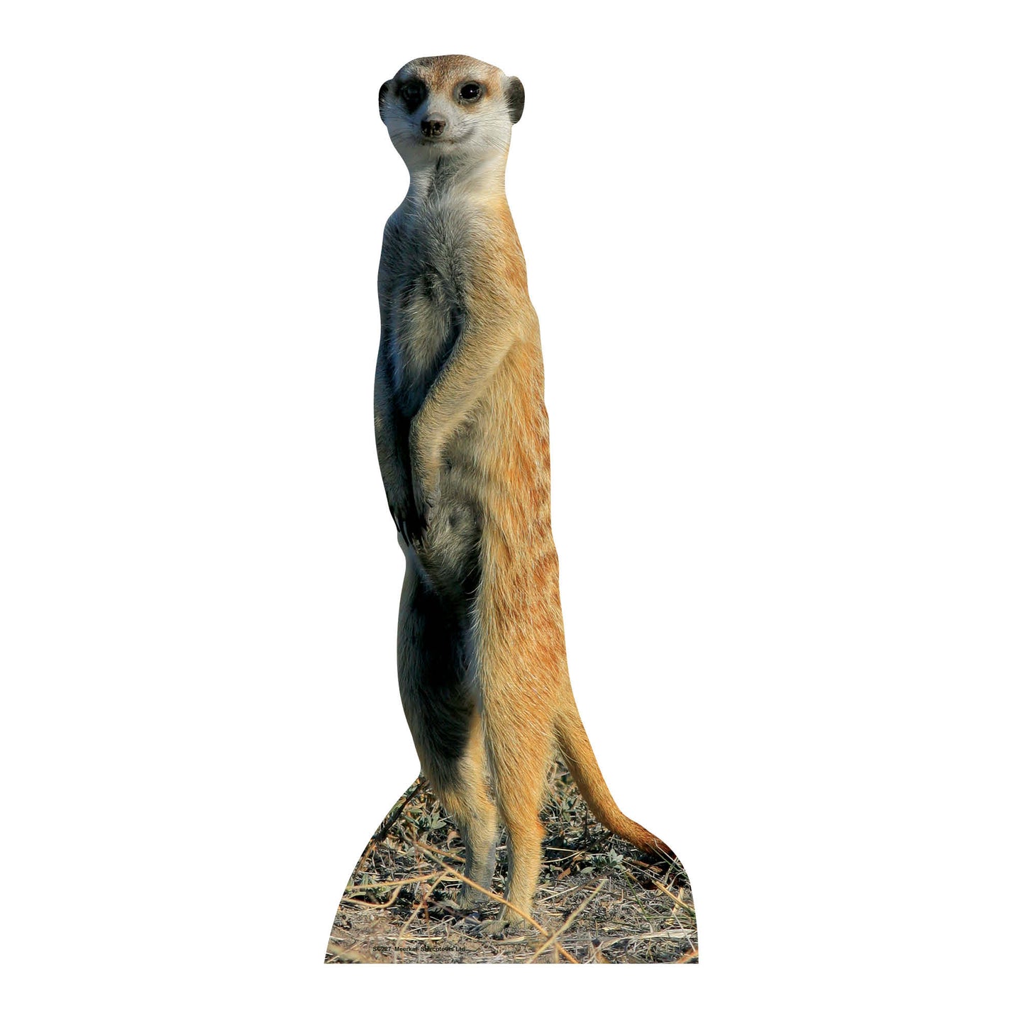 SC227 Meerkat Cardboard Cut Out Height 98cm