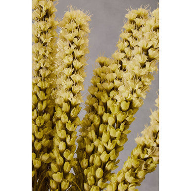 Fiori White Blazing Star Flower Stem