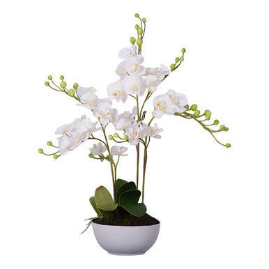 Fiori White Orchid in White Pot