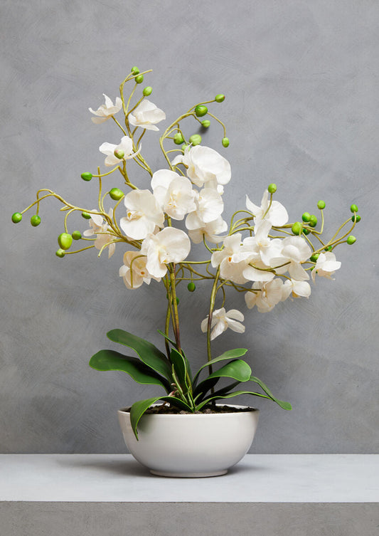 Fiori White Orchid in White Pot