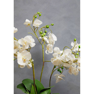 Fiori White Orchid in White Pot
