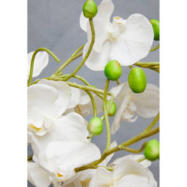 Fiori White Orchid in White Pot