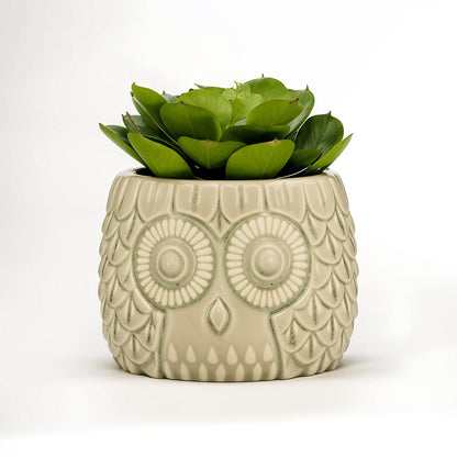 Fiori Large Succulent in Grey Ceramic Owl Pot