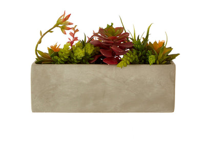 Fiori Mixed Succulents with Cement Pot