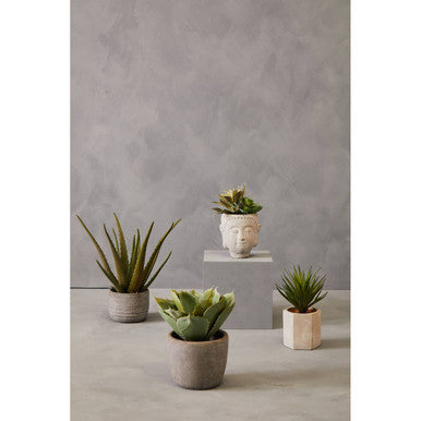 Fiori Buddha Pot Mixed Succulent