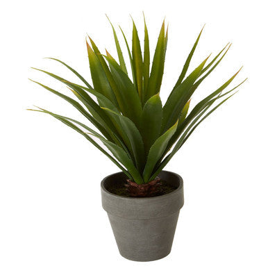 Fiori Agave Succulent in Grey Pot