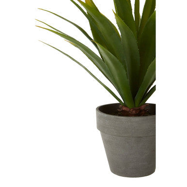 Fiori Agave Succulent in Grey Pot