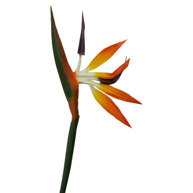 Fiori Tall Bird Of Paradise Flower Stem