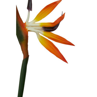 Fiori Tall Bird Of Paradise Flower Stem
