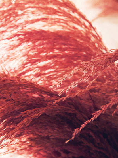 Fiori Tall Pink Pampas Grass Stem