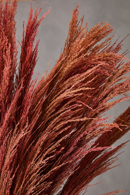Fiori Tall Pink Pampas Grass Stem