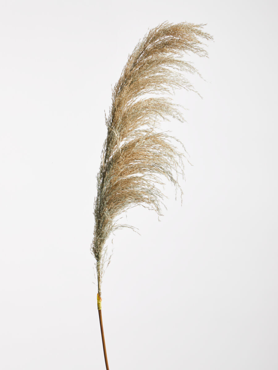 Fiori Blue Tall Pampas Grass Stem