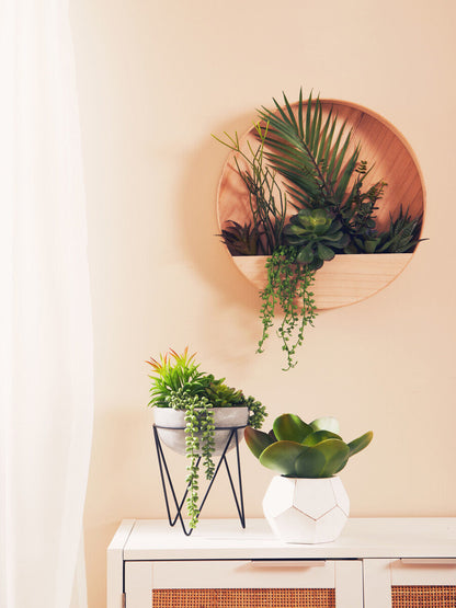 Fiori Mixed Succulents In Wood Wall Planter