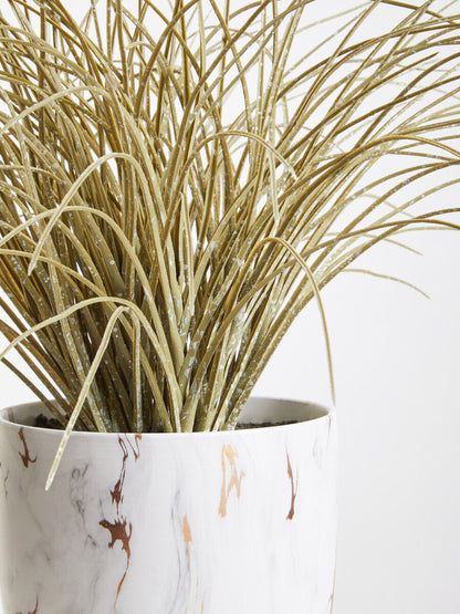 Fiori Grass Plant in a Pot