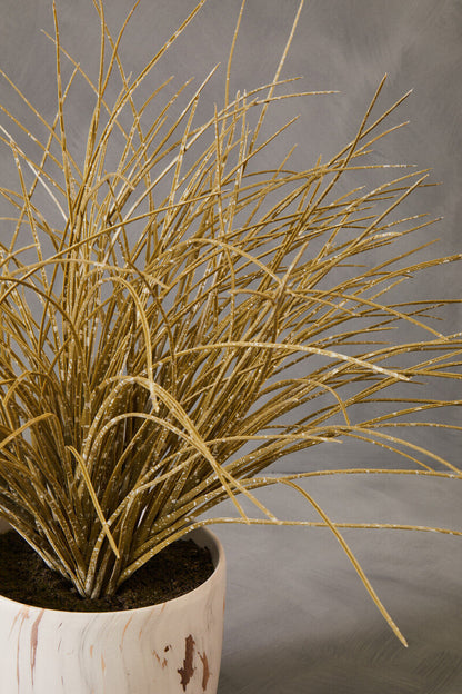 Fiori Grass Plant in a Pot