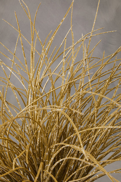 Fiori Grass Plant in a Pot