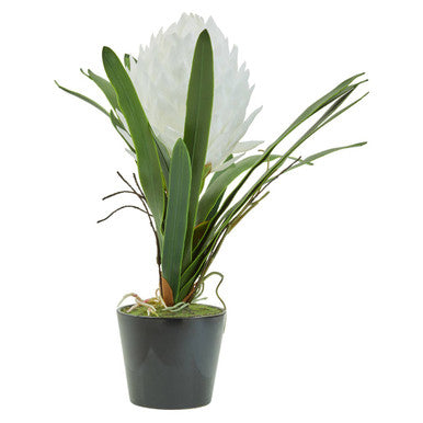 Fiori White Tropical Plant in Black Pot