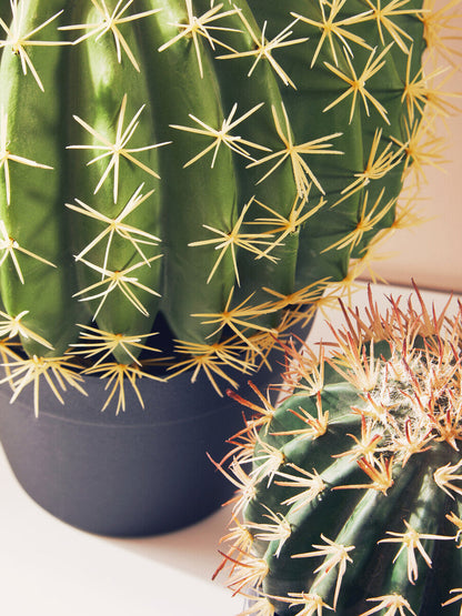 Fiori Round Cactus in Pot