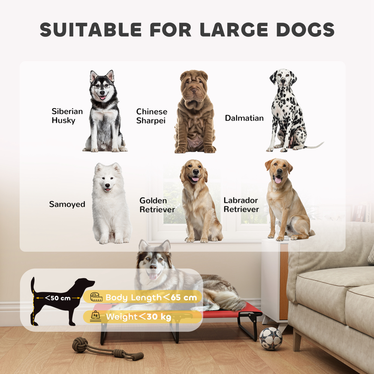 Dog House