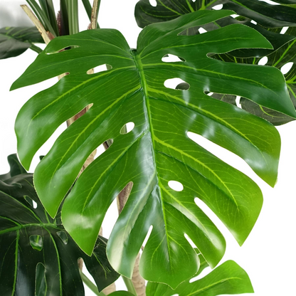 150cm (5ft) Luxury Monstera Plant Black Pot Silver Metal Planter