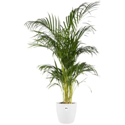 elho Brussels Round 22 - Flower Pot for Indoor - 100% Recycled Plastic - Ø 22.3 x H 20.6 cm - White/White