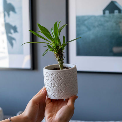 WHITE CONCRETE RADUS POT