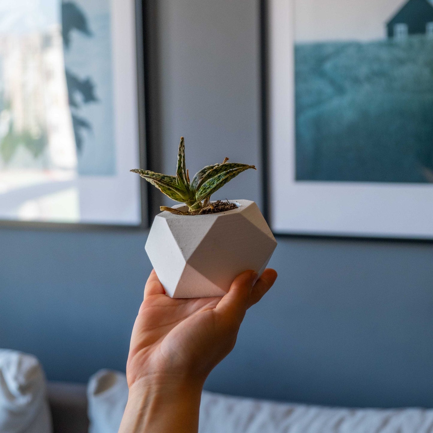 WHITE CONCRETE HEXAGONAL POT