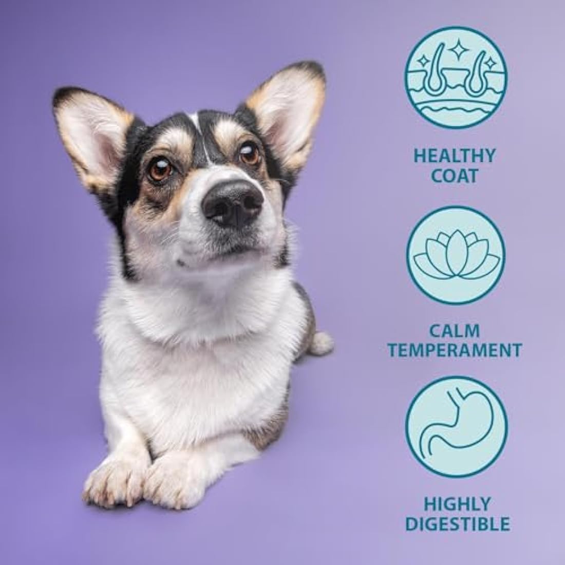 Burns Pet Nutrition Hypoallergenic Complete Dry Dog Food Puppy Original Lamb and Rice 2 kg
