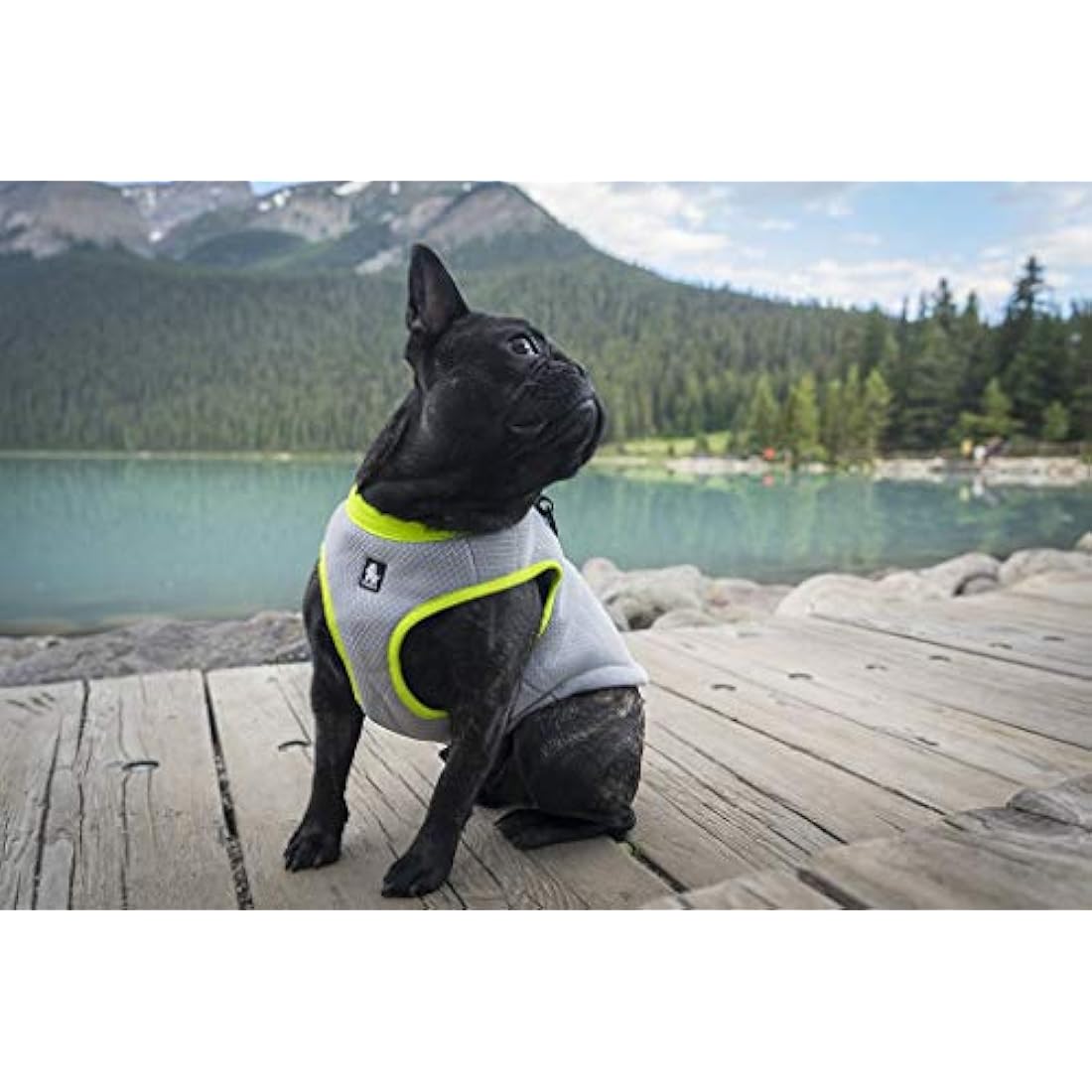 MOKCCI Truelove Dog Cooling Vest Harness Cooler Jacket with Adjustable Zipper for Outdoor Hunting Training and Camping