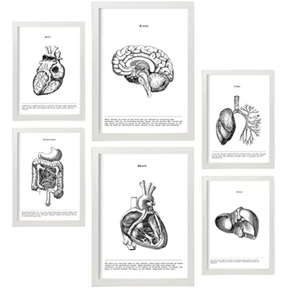 Nacnic Set of 6 posters of internal organs. Collection of plates with aesthetic collage for interior decoration. Sizes A3 and A4. With white frame.
