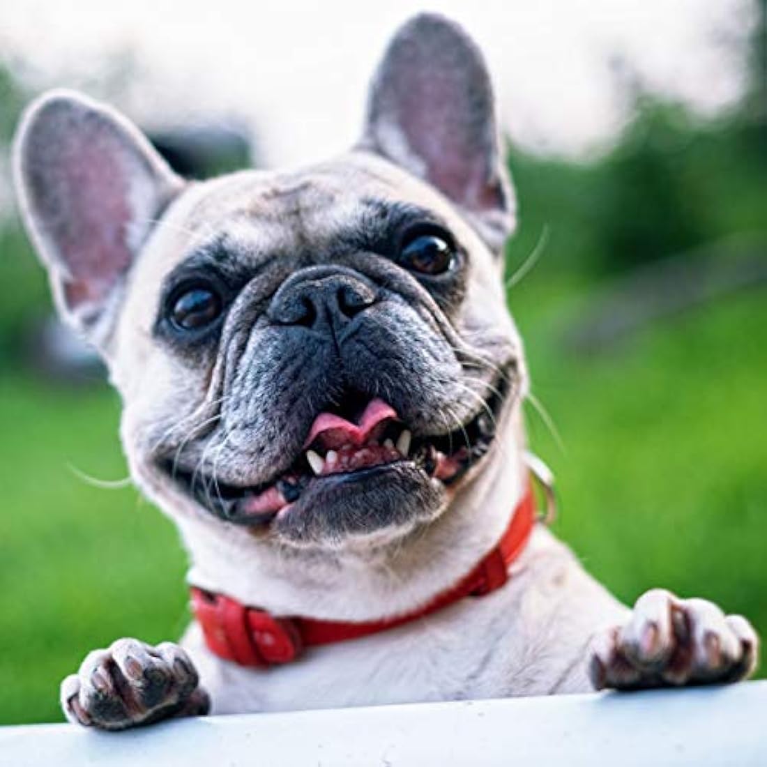 WEE FREE 5 Ltr Artificial Grass Cleaner and Pet Odour Eliminator for Dog Urine - Neutraliser and Deodoriser for Dog Wee on Astro Turf and Fake Lawns. Safe for Dogs and Animals.