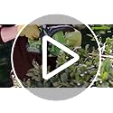 Greenworks G40PSH Cordless 2-in-1 Pole Saw and Pole Hedge Trimmer with Shoulder Strap, Pole Saw 20cm Bar, Trimmer 51cm Dual Action Blades, WITHOUT 40V Battery & Charger, 3 Year Guarantee