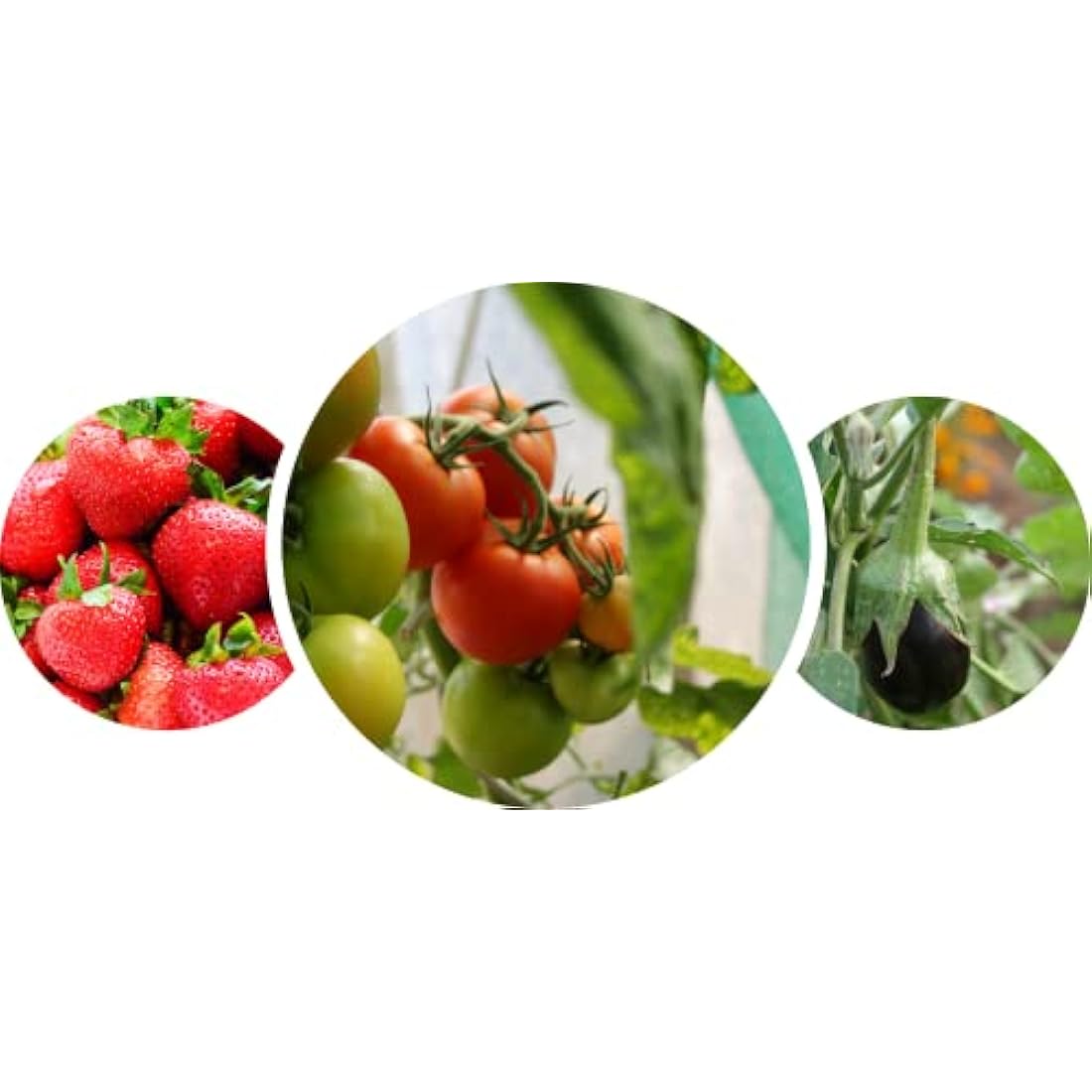 Britten & James Professional Standard Seed Tray Green with Holes [Pack of 10] 37.5 x 23cm/15 x 9. Heavy duty trays made from extra thick plastic with efficient drainage holes