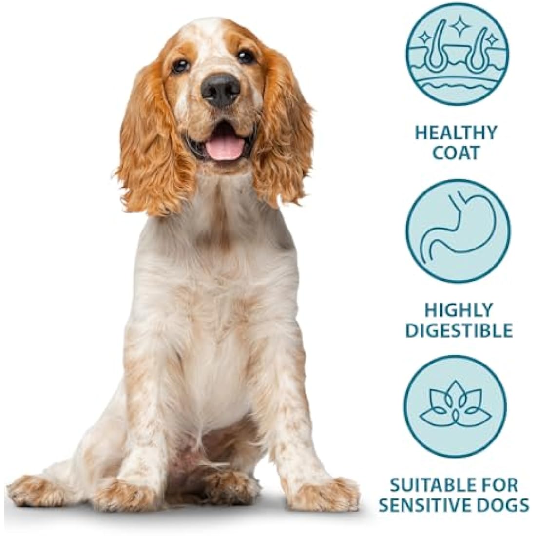 Burns Pet Nutrition Hypoallergenic Complete Dry Dog Food Adult and Senior Dog Sensitive with Pork and Potato 6 kg