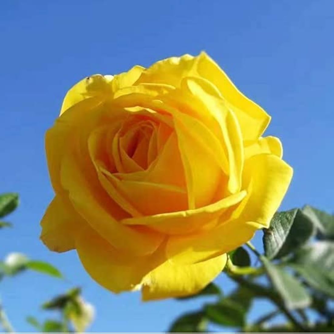 Corkwaw 25 Pcs 3 inch Artificial Rose Flower Heads,Silk Rose Head Flowers,Wedding Party Home Garden Decoration DIY Craft Gift Box Decoration (Yellow)