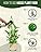 Growlands Indoor House Plant Food - 300 ml - Indoor Plant Liquid Spray Fertilizer - With Seaweed Extract - Designed For Use on All Plants - Ready to Use Mist Spray