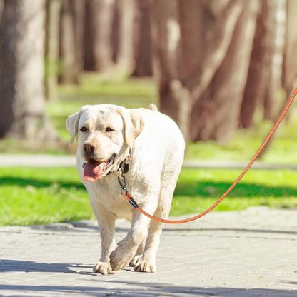Kdsvakd Training Lead For Dogs, 3m / 10ft Long Rope Dog Lead with carabiner clip and padded handle, Recall Durable Lead Duty Check Cord For Puppy, Small, Medium, Large Dog Yellow
