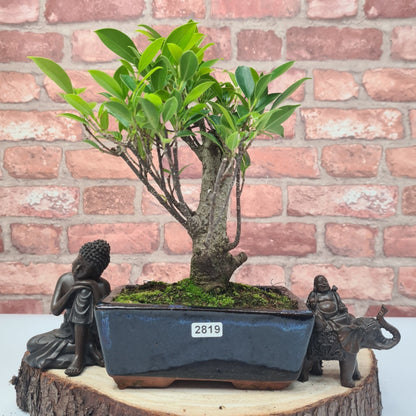 Ficus Microcarpa (Banyan Fig) Indoor Bonsai Tree | Broom | In 15cm Pot