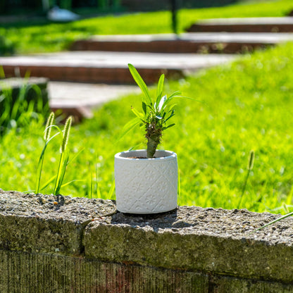 WHITE CONCRETE RADUS POT