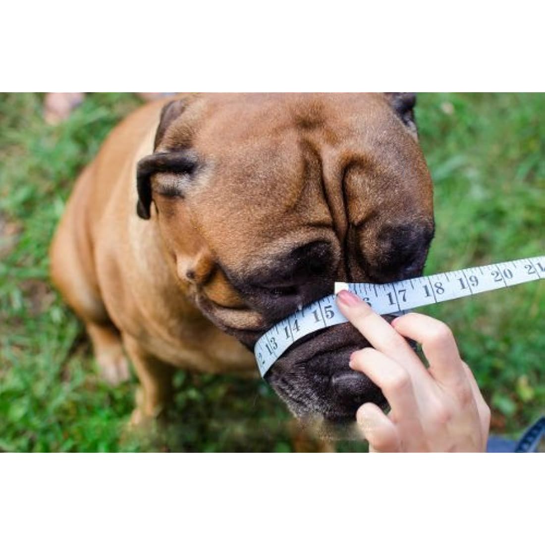 L&J Pets Uk Light leather Dog Muzzle for Dogue de Bordeaux and Bullmastiff and Other (Black Leather, DB2)