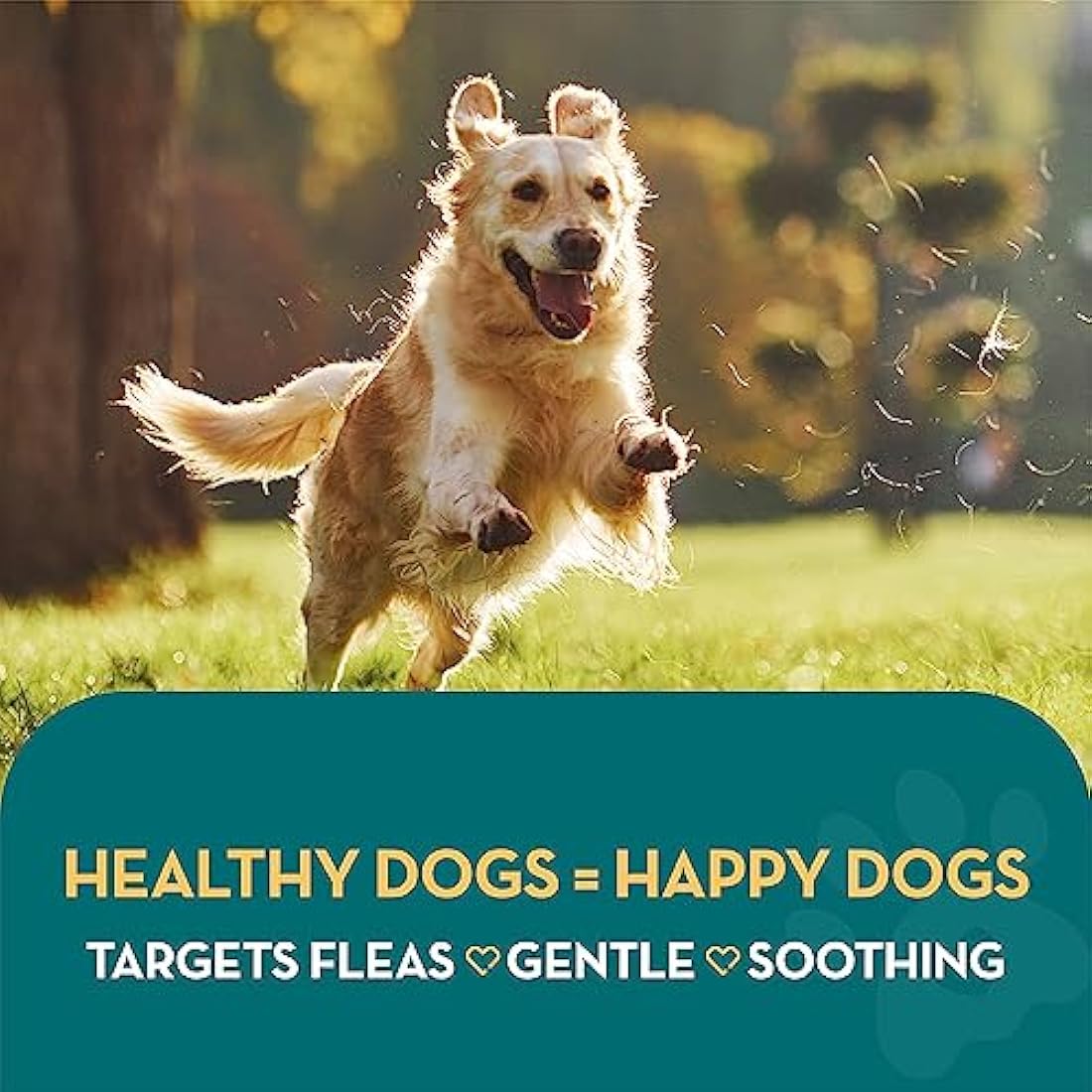 The Healthy Dog and Cat Co. – All Natural Flea Shampoo for Dogs & Cats – Gentle Wash with Quassia & Lemongrass – Safe, Vegan Formula for Itchy Skin – Dog & Cat Shampoo – Made in UK