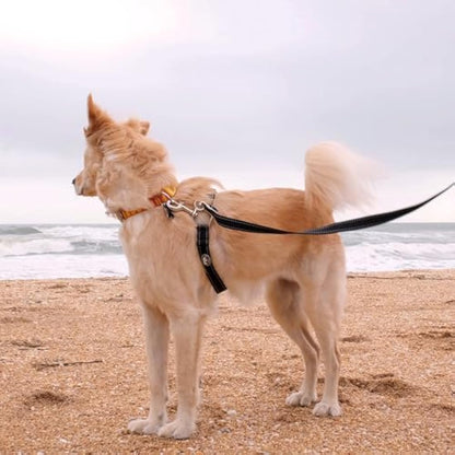 Thunder Leash, Large