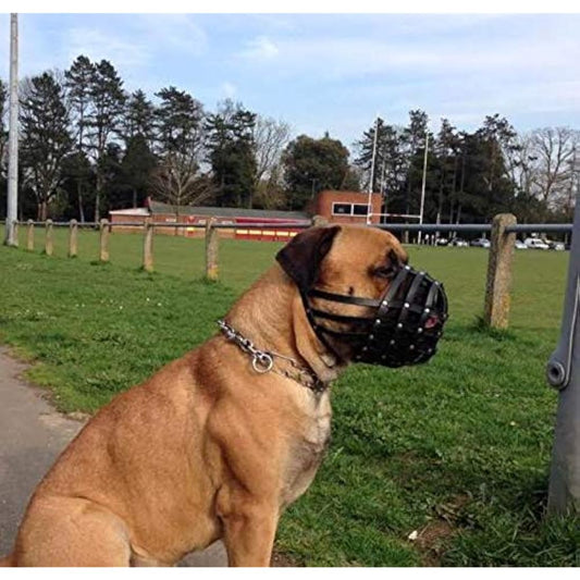 New Genuine Light Leather Dog Muzzle for Dogue de Bordeaux and Bullmastiff and and other similar breeds (Brown Leather, DB-3)