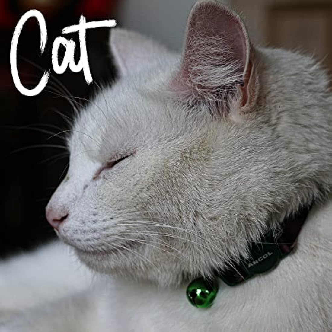 Ancol Camo Safety Cat Collar in Green - Comfortable Pet Accessory with Break Away Buckle - Kitten Training Neckband