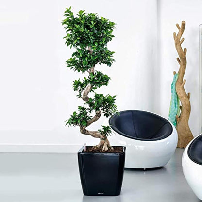 Lechuza Self Watering Plant Pot QUADRO LS 43 Garden Flower Indoor and Outdoor Plastic Planter with Drainage Hole H40 L43 W43 cm White High-Gloss